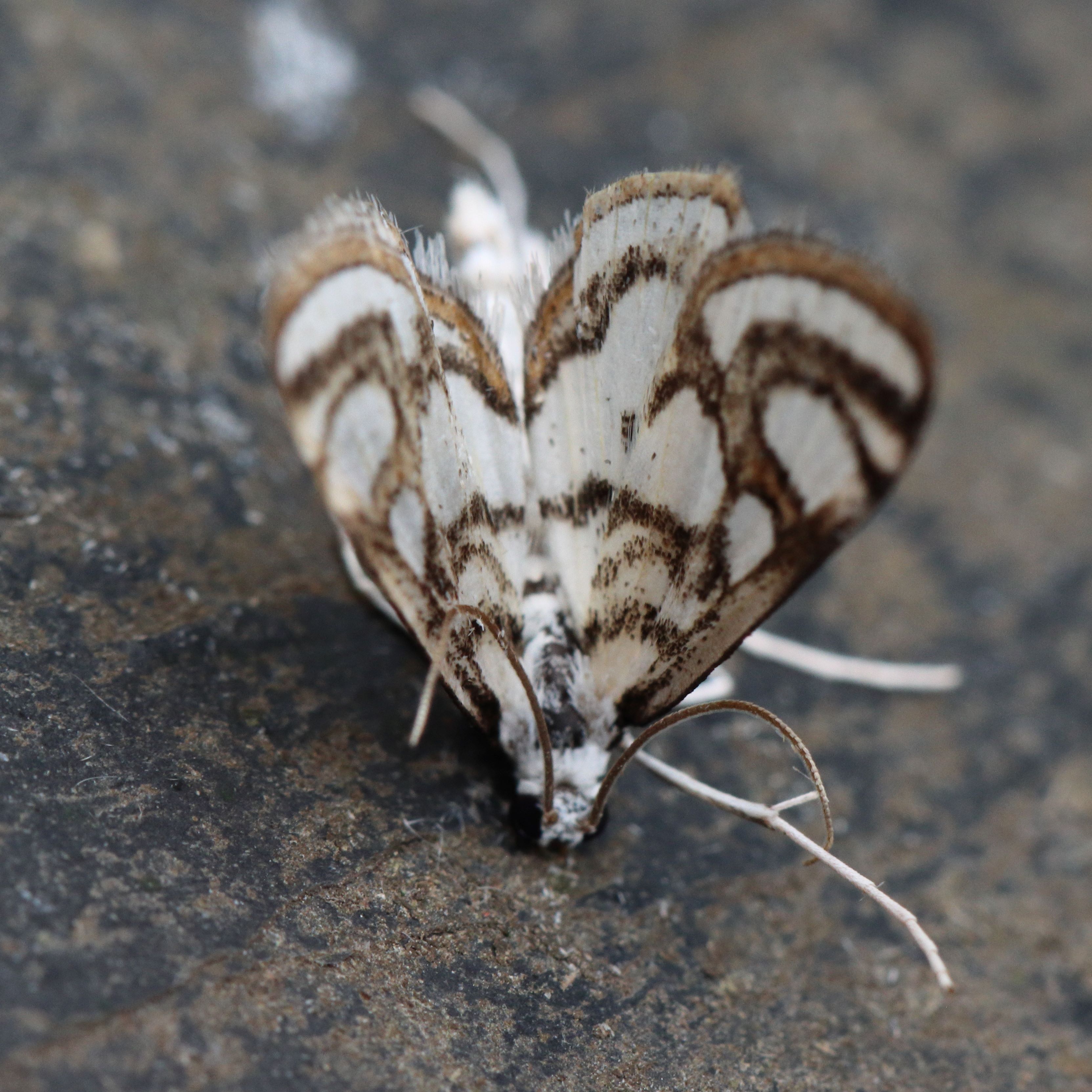 Photo of Beautiful China-mark (Nymphula nitidulata)